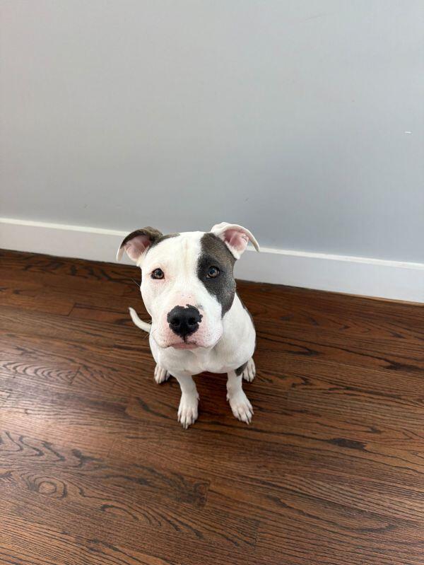 Baltimore pups need a loving home—yours?