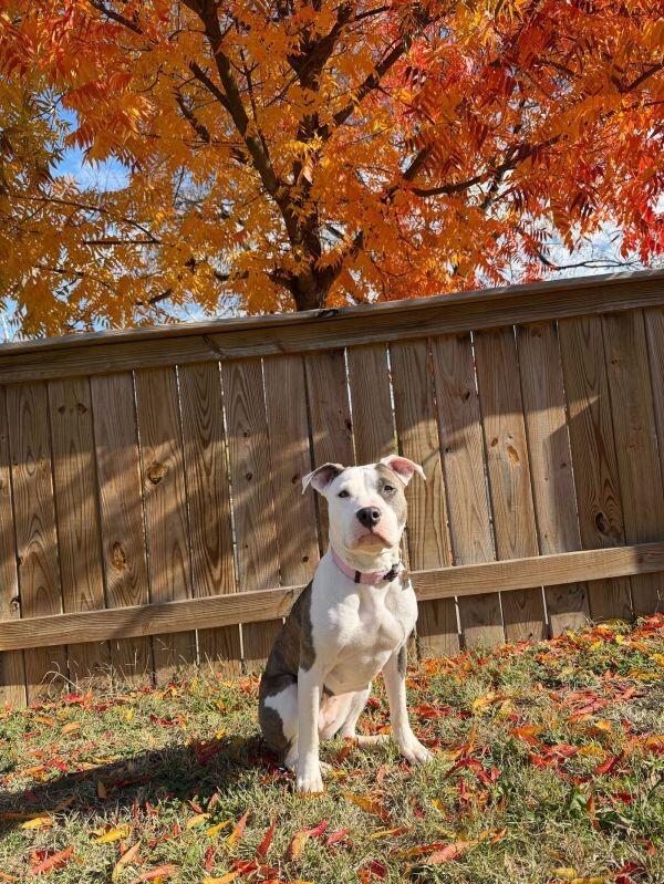 Baltimore pups need a loving home—yours?