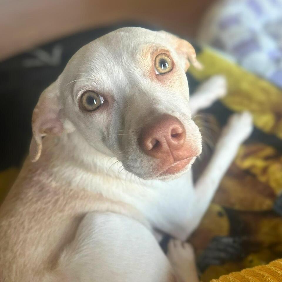 Baltimore pups need a place to call home