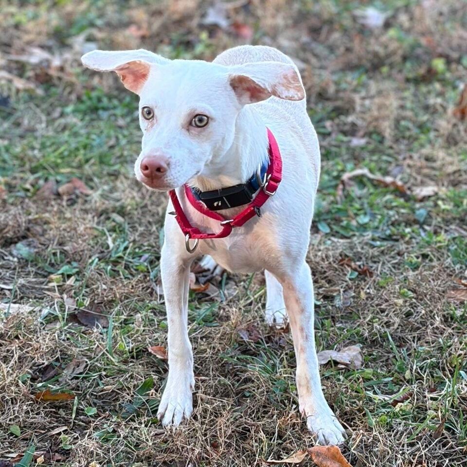 Baltimore pups need a place to call home