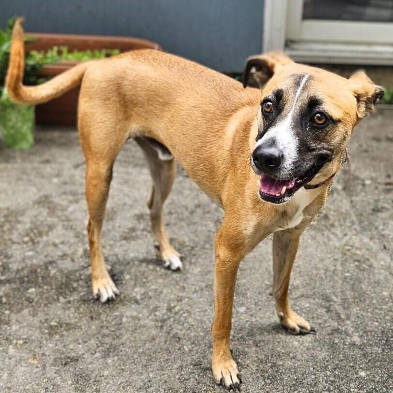 Baltimore pups need a place to call home