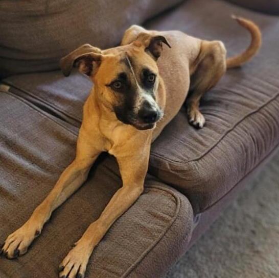 Baltimore pups need a place to call home