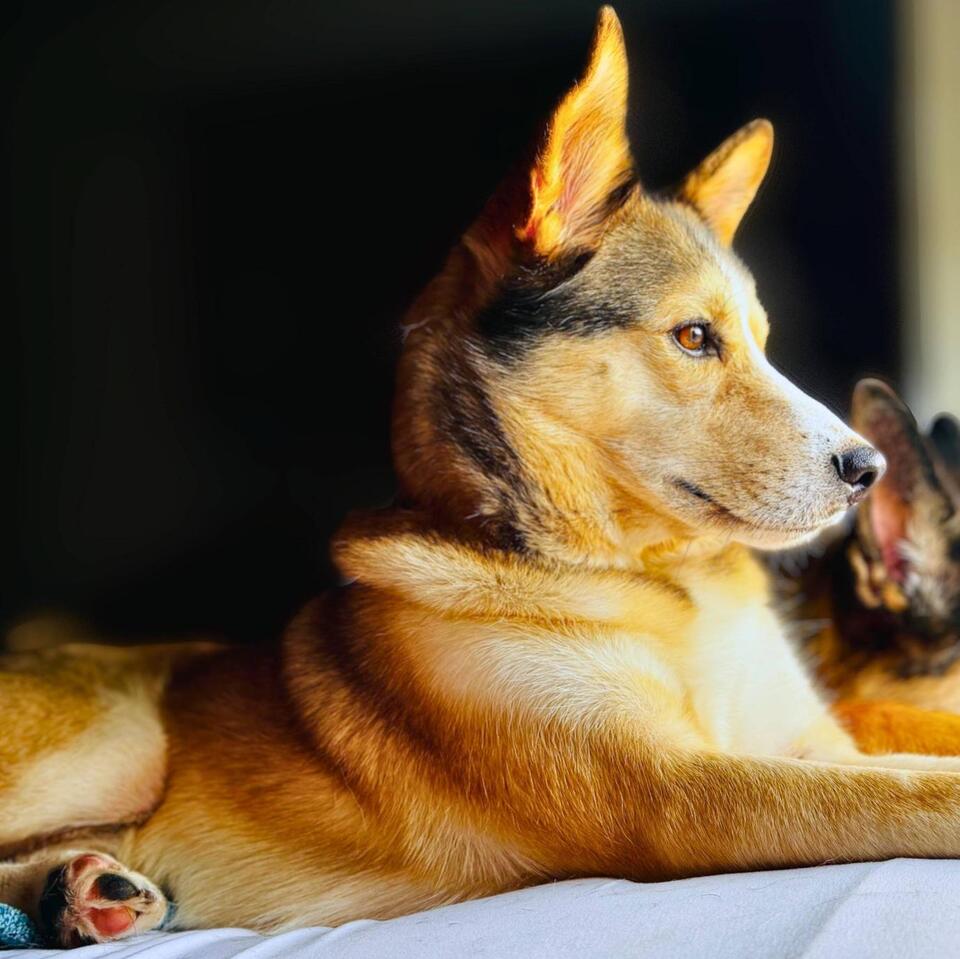 Baltimore pups need a place to call home