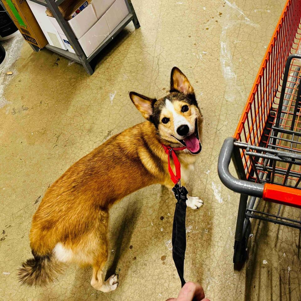 Baltimore pups need a place to call home