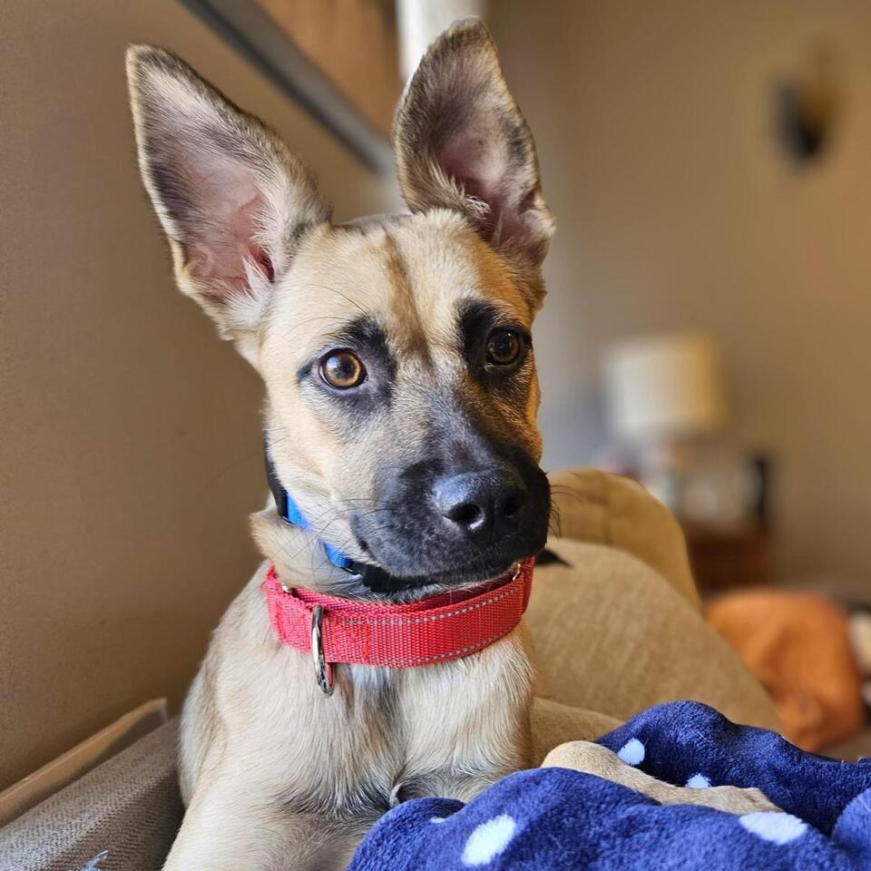 Baltimore pups need a place to call home