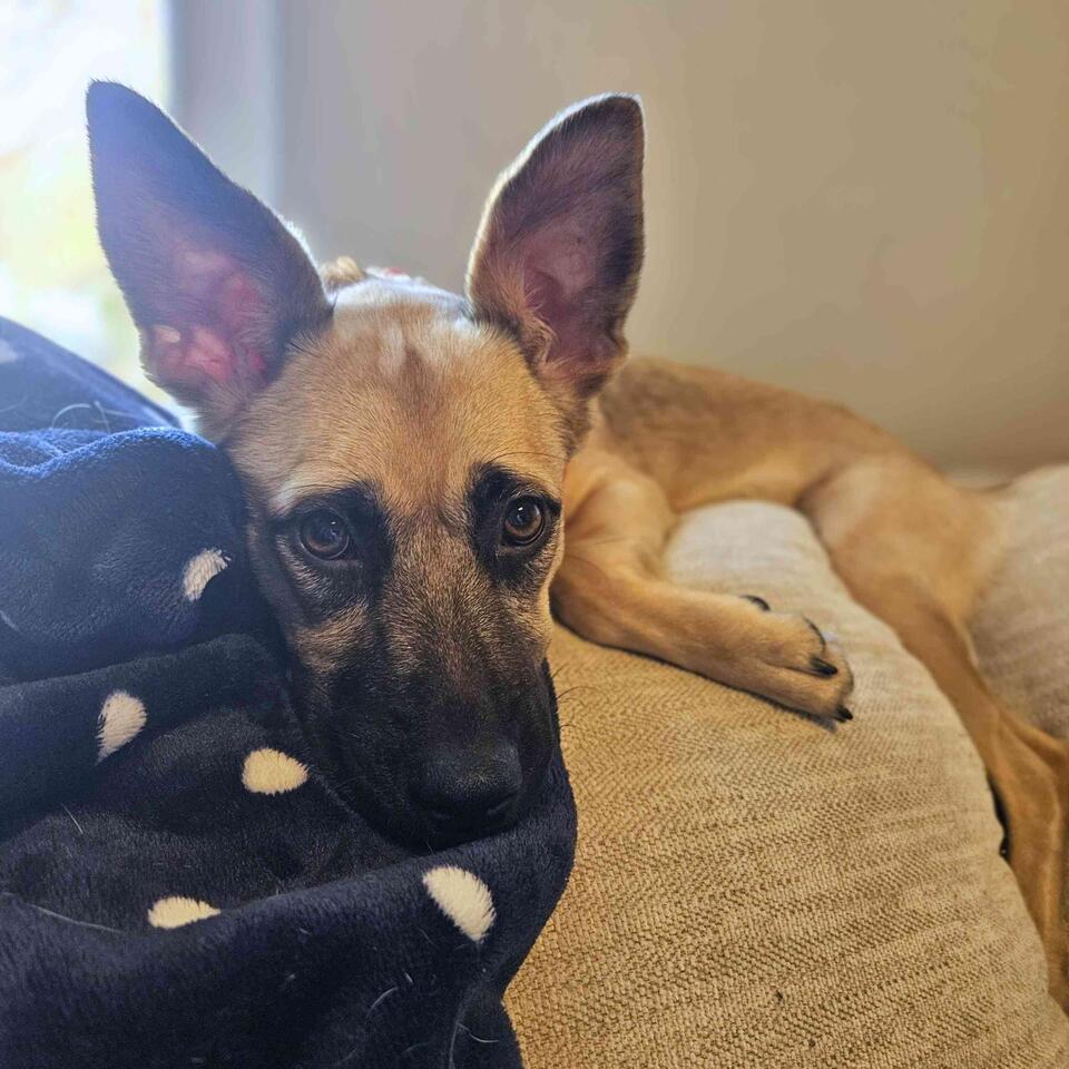 Baltimore pups need a place to call home