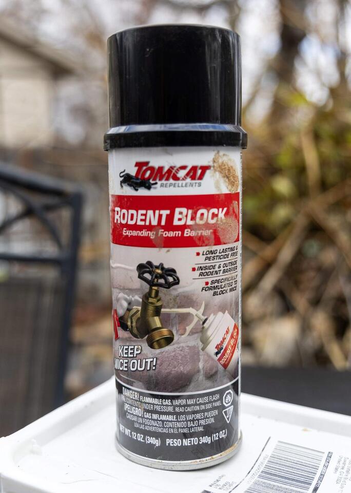 Rats are taking over Boise—here’s what helps