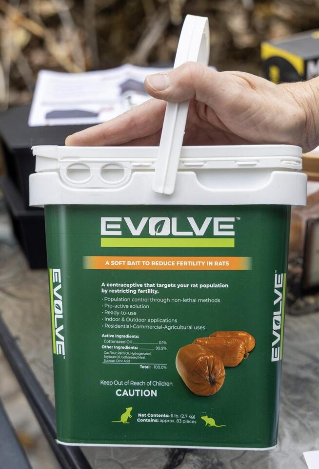 Rats are taking over Boise—here’s what helps