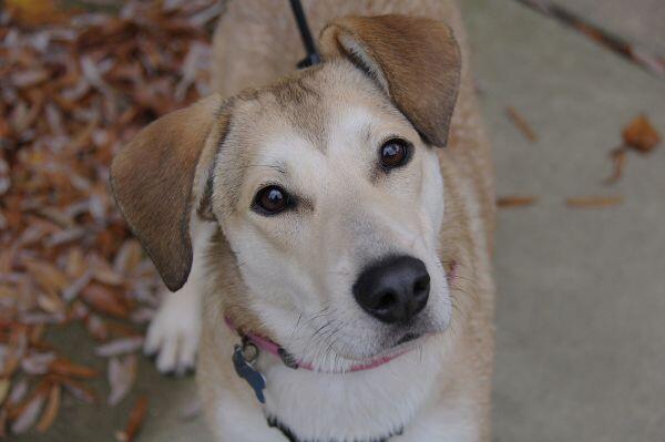 Charlotte’s sweetest pups need your love