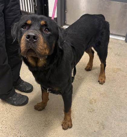 Cleveland pups ready for new families