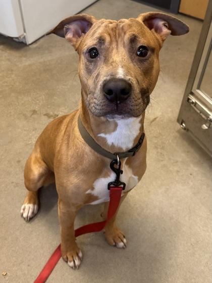 Cleveland pups ready for new families