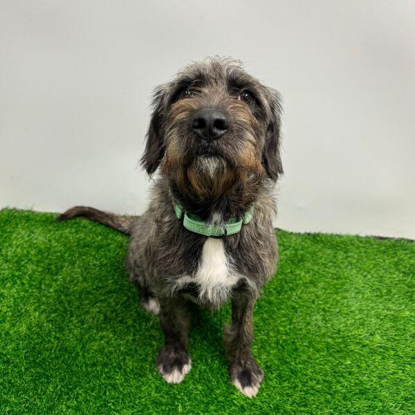 Columbia’s shelters are full of furry friends