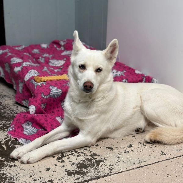 Columbia’s shelters are full of furry friends