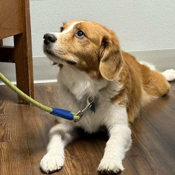 Corvallis pups ready for a second chance