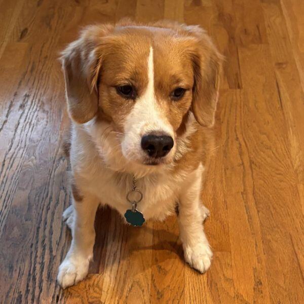 Corvallis pups ready for a second chance