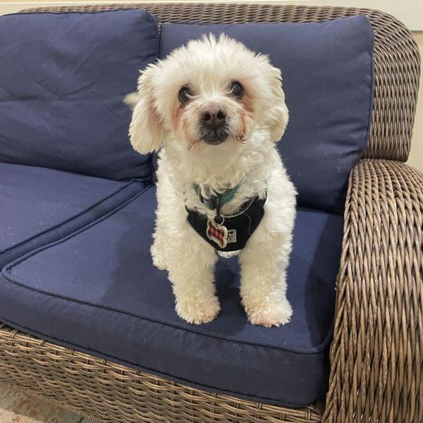 Corvallis pups ready for a second chance