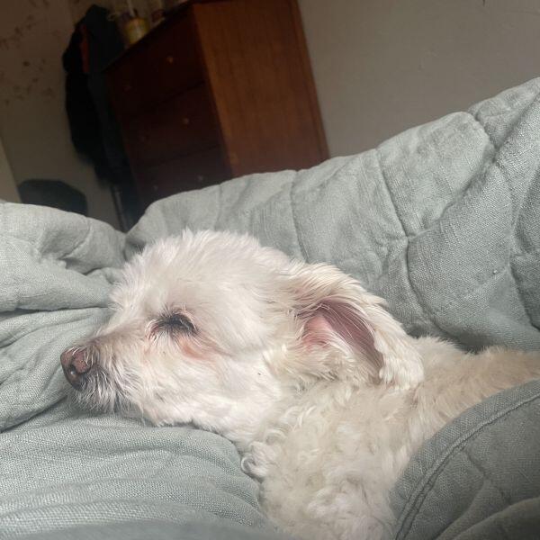 Corvallis pups ready for a second chance