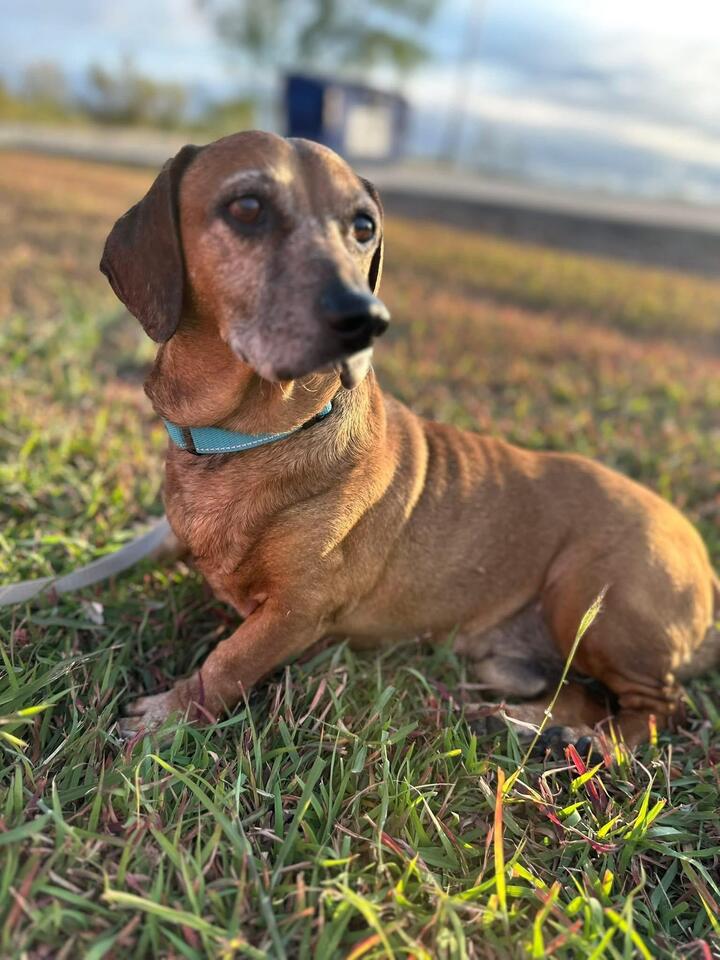 Denver pups waiting for a second chance