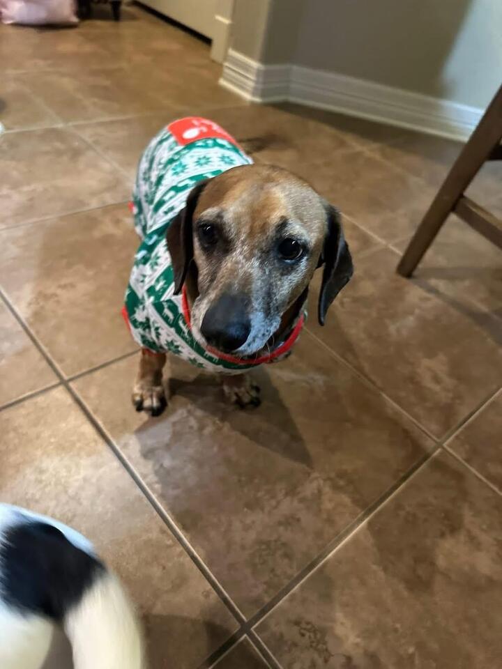 Denver pups waiting for a second chance