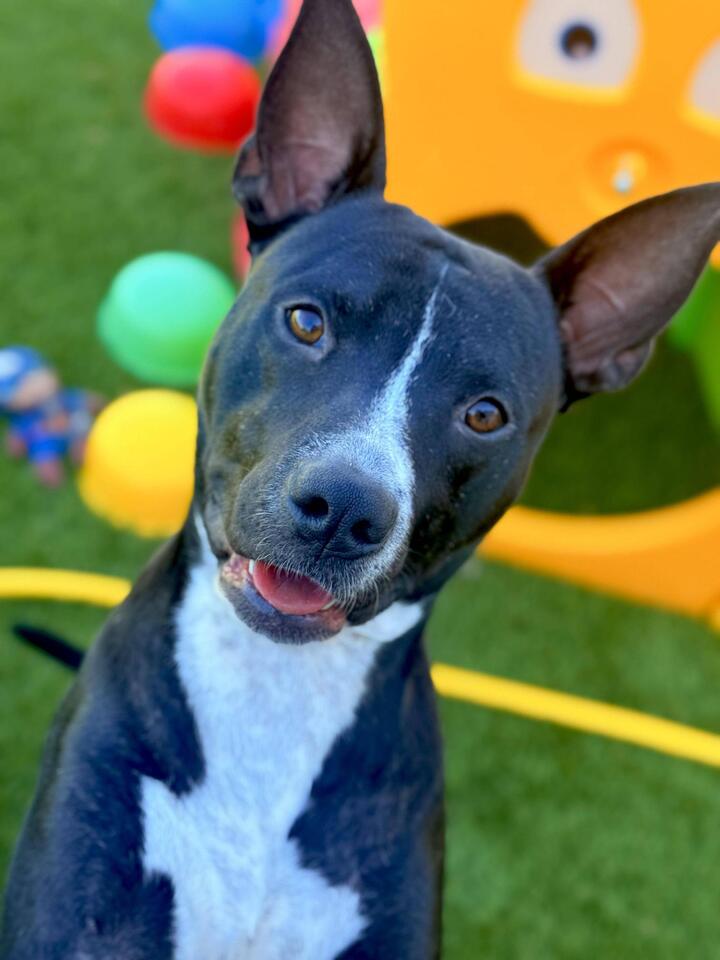 Denver pups waiting for a second chance