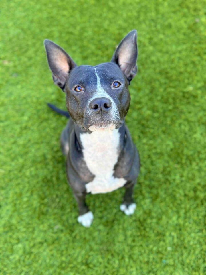 Denver pups waiting for a second chance