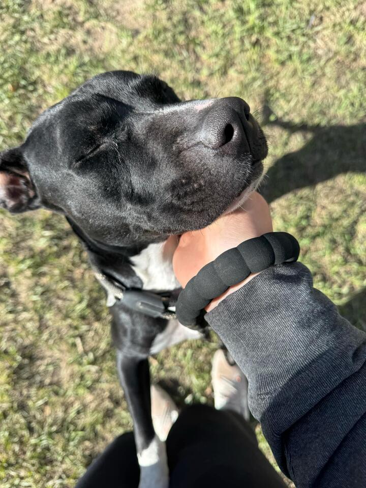 Denver pups waiting for a second chance