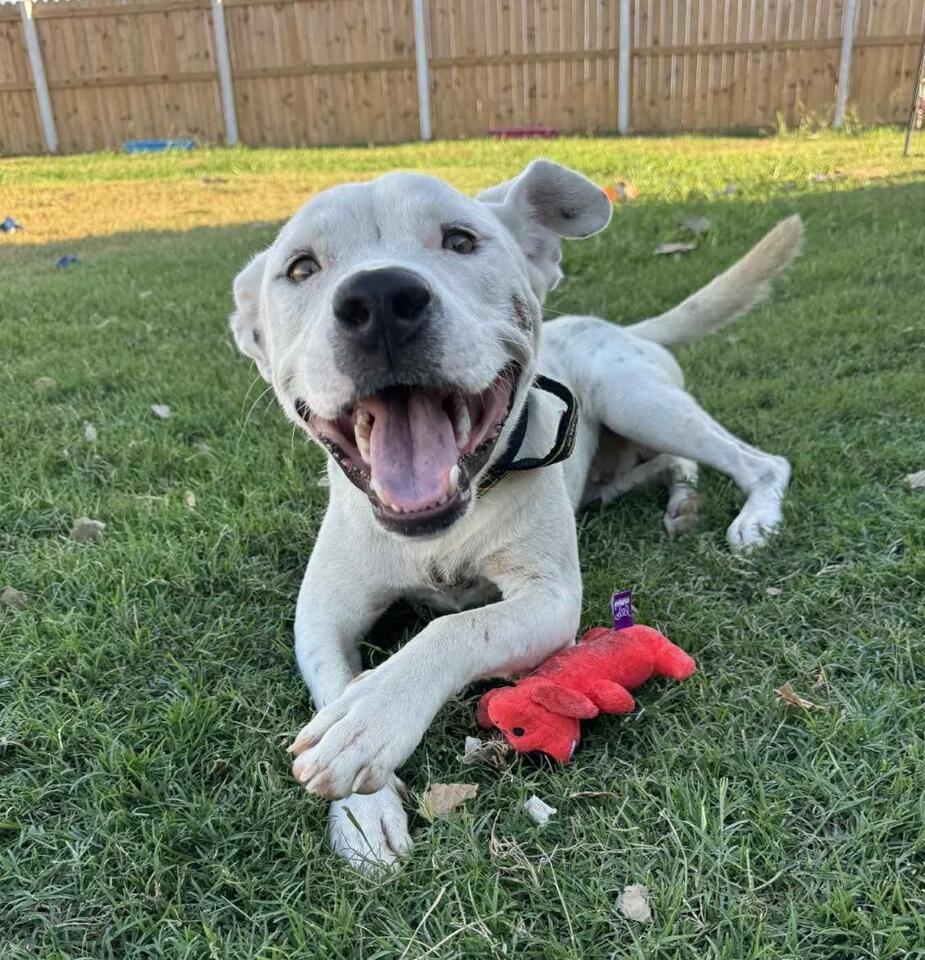 Denver pups waiting for a second chance