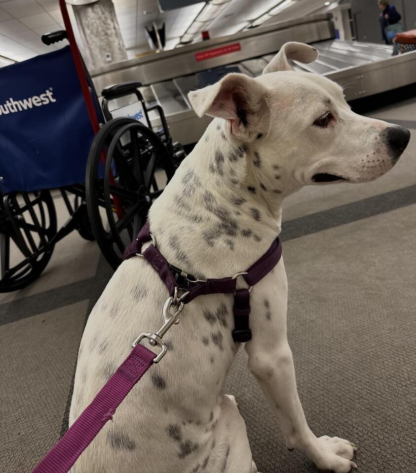 Denver pups waiting for a second chance