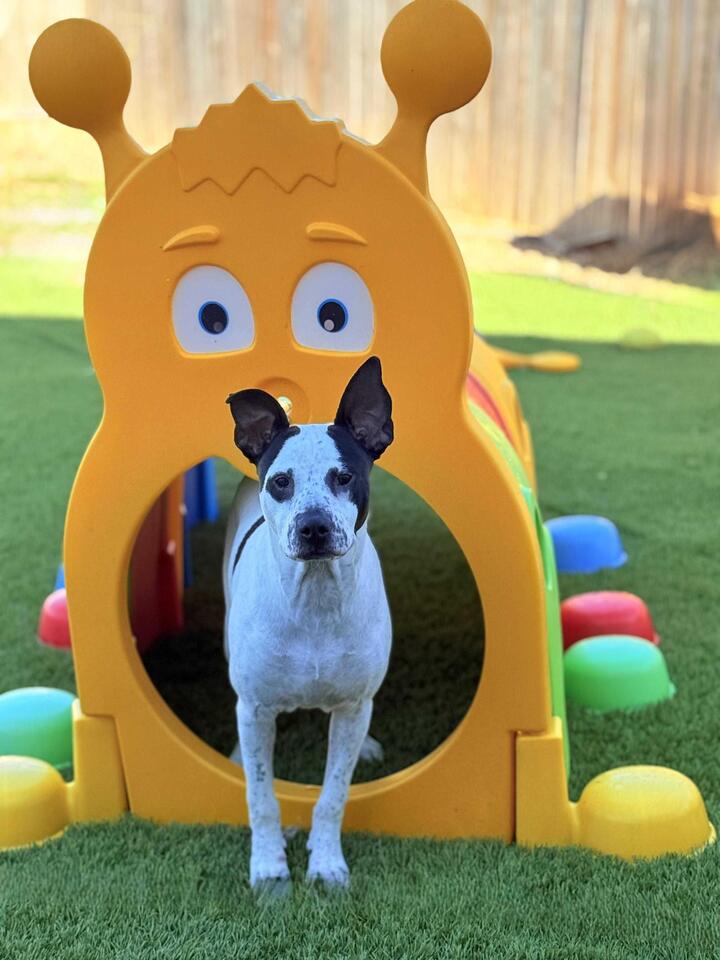 Denver pups waiting for a second chance