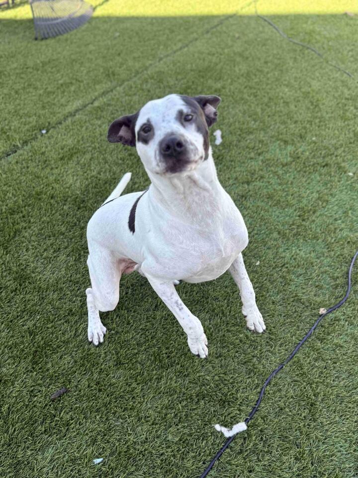 Denver pups waiting for a second chance