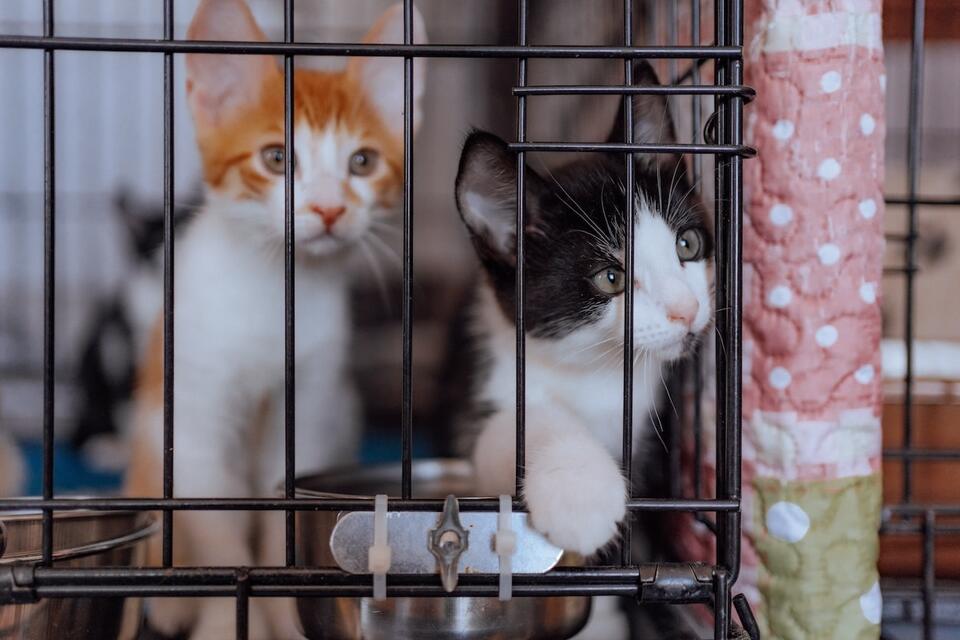 Shelter cats get a Thanksgiving feast