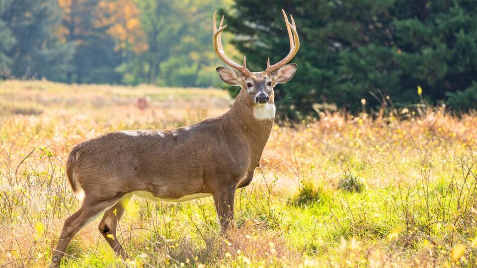 These Habits Outsmart Even the Oldest Bucks