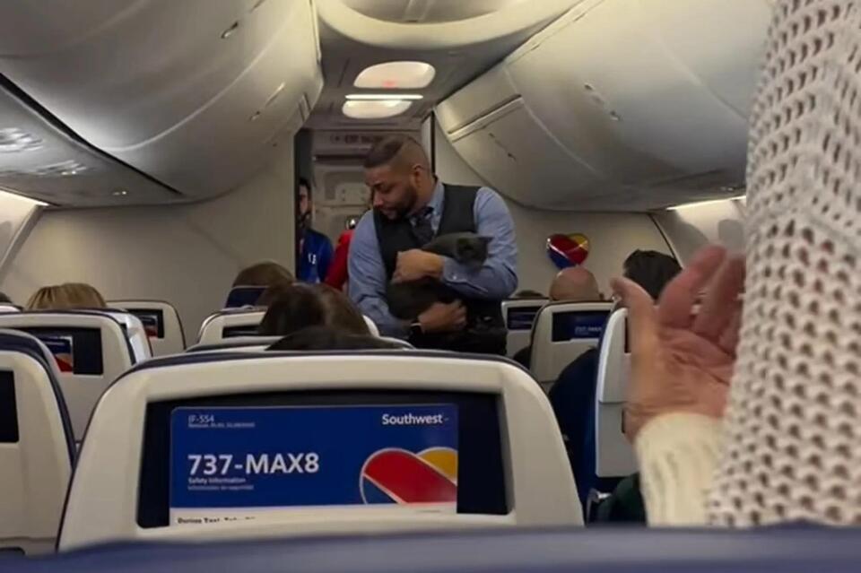 Cat Walks the Aisle on Southwest Flight