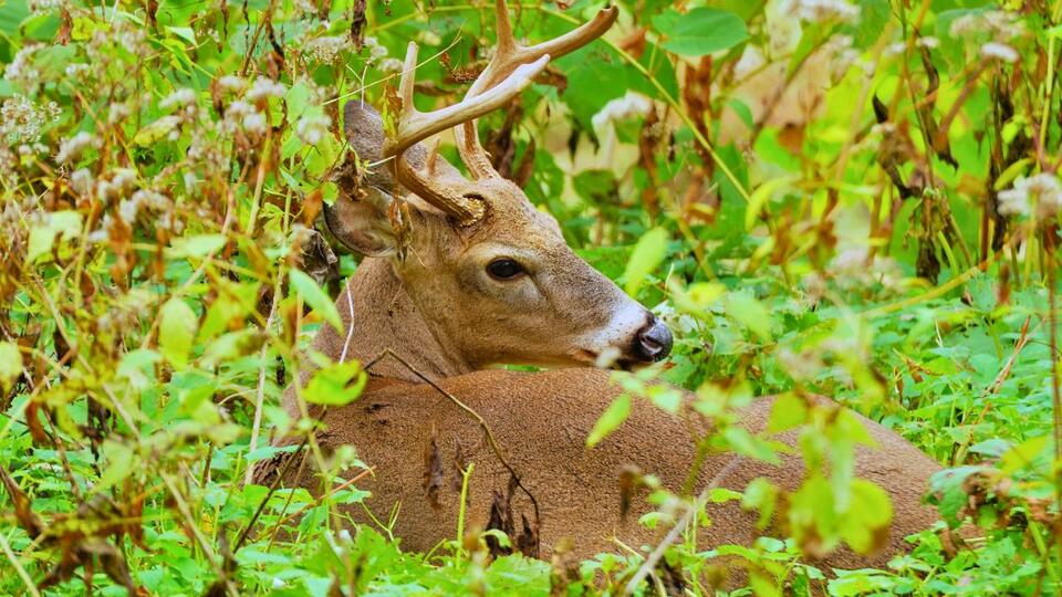 These Habits Outsmart Even the Oldest Bucks