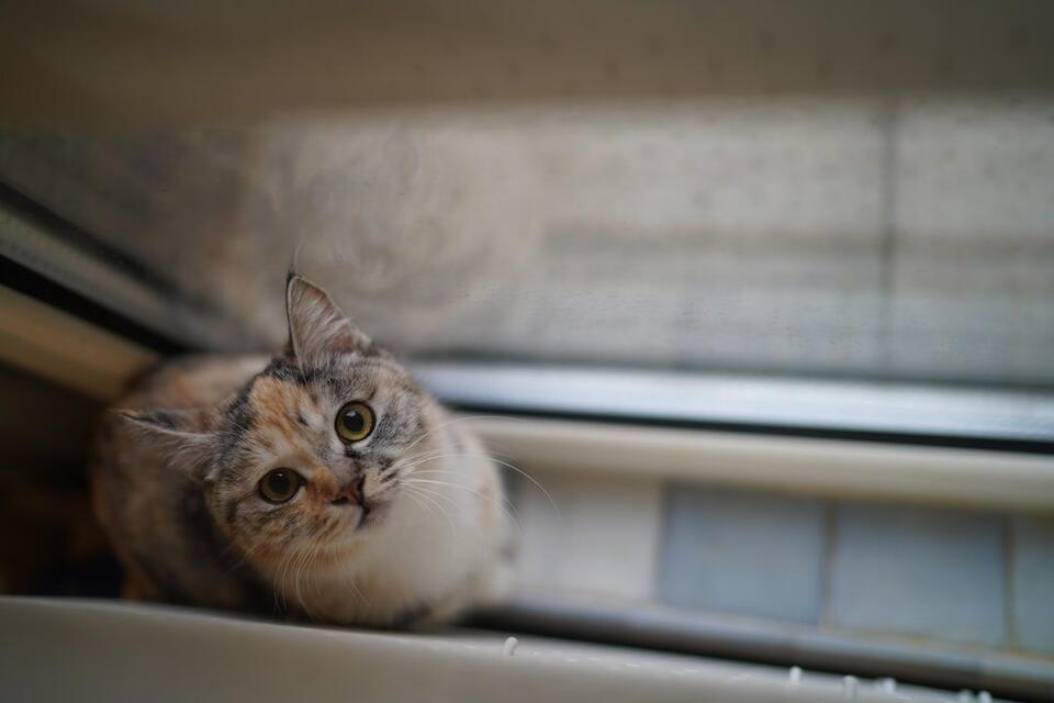 Why Are Cats So Extra During Zoom Calls?