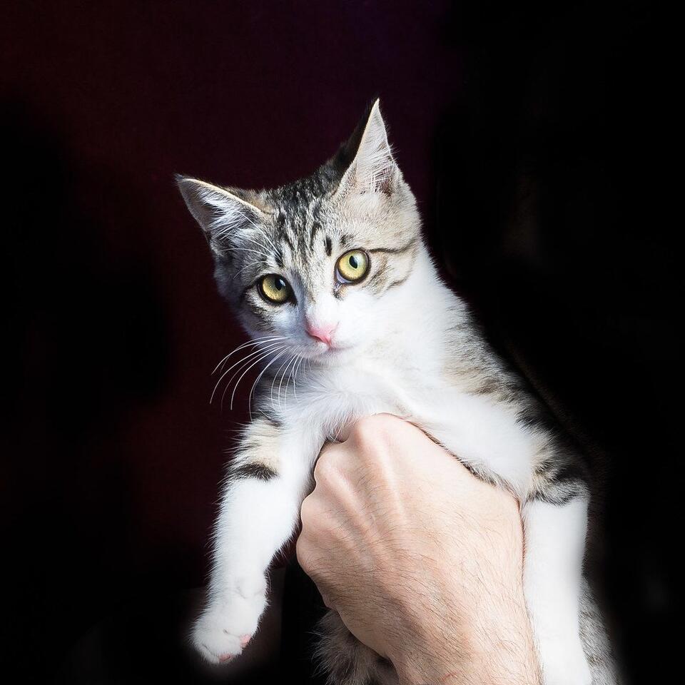 Why Are Cats So Extra During Zoom Calls?