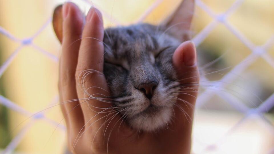 Why Are Cats So Extra During Zoom Calls?