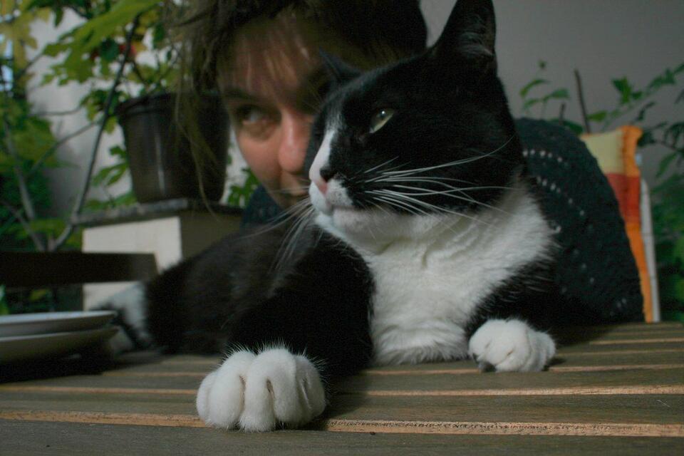 Why Are Cats So Extra During Zoom Calls?