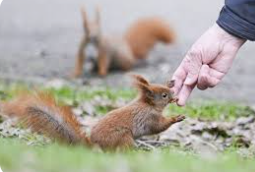 Stop feeding wild animals in Old Forge