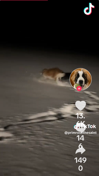 Saint Bernard Puppy’s First Snow Zoomies!