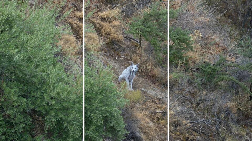 White Lynx Sighting Sparks Extinction Debate 👀