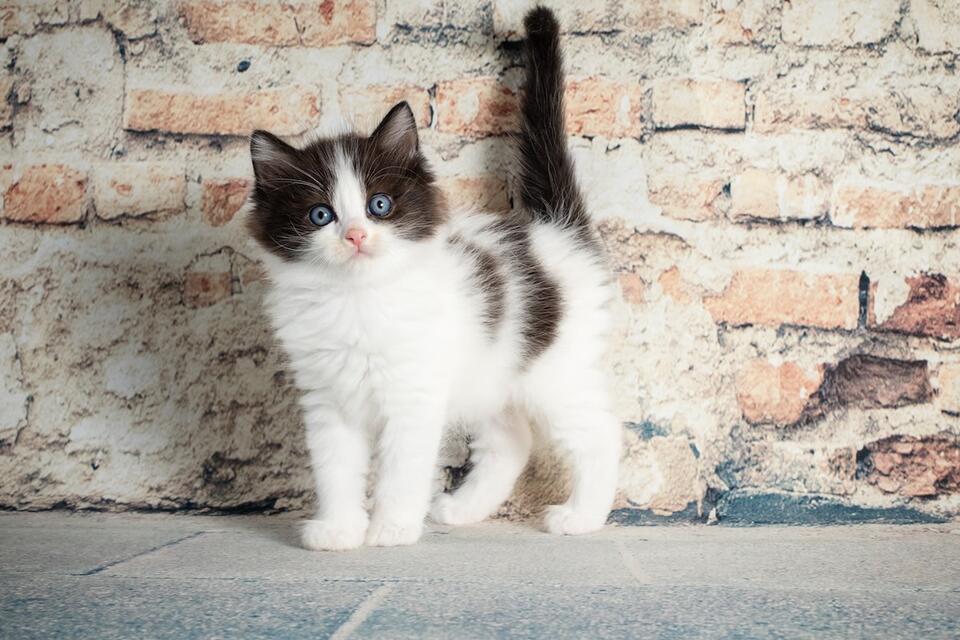 This Ragdoll Kitten Is a Fluffy Comedian