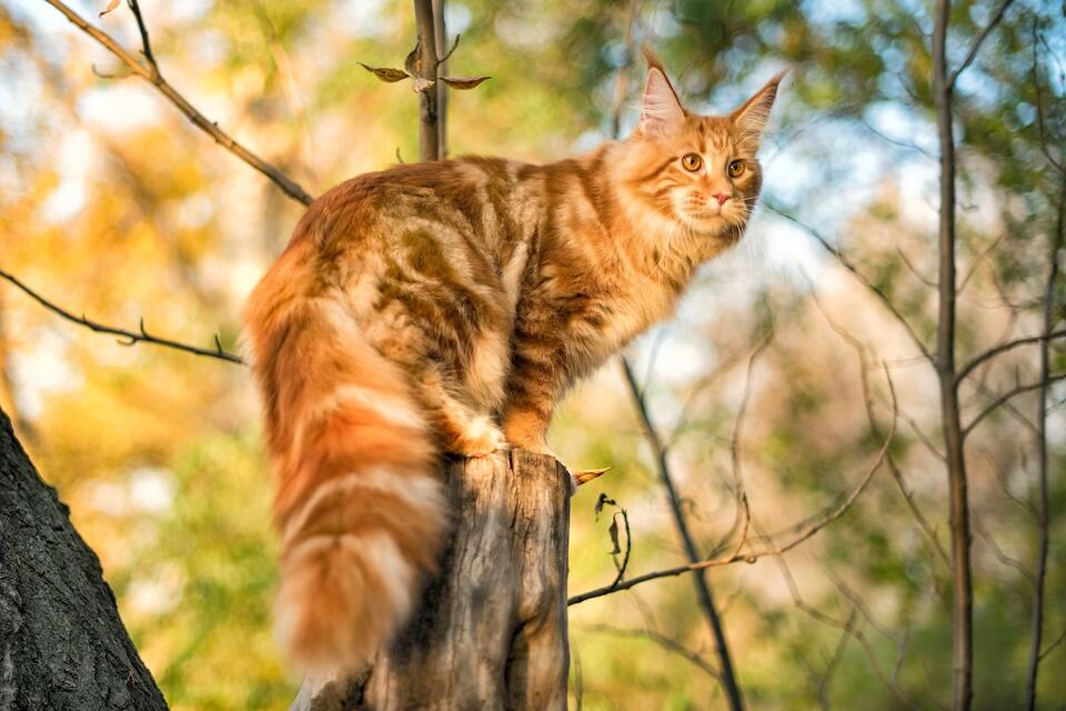 This Ragdoll Kitten Is a Fluffy Comedian