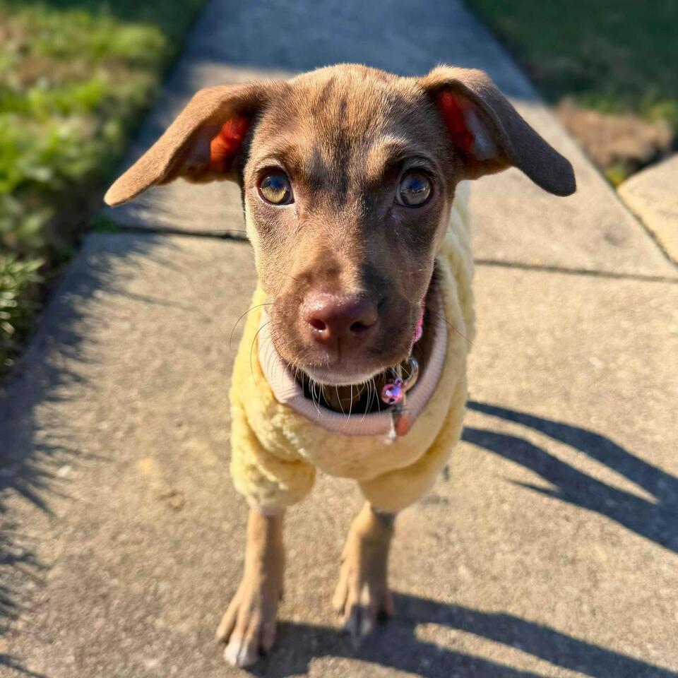 Baltimore’s cutest pups need a home