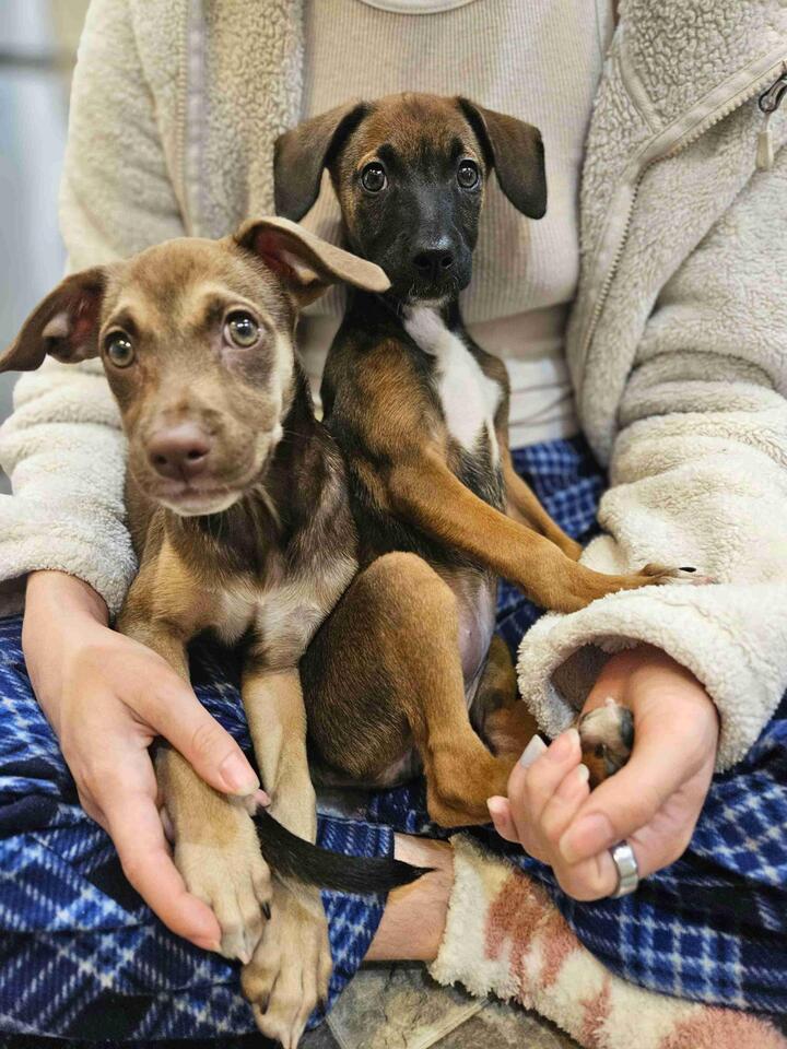 Baltimore’s cutest pups need a home