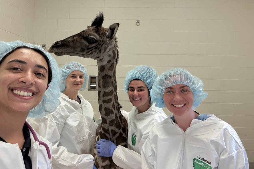 Boston’s baby giraffe beats the odds