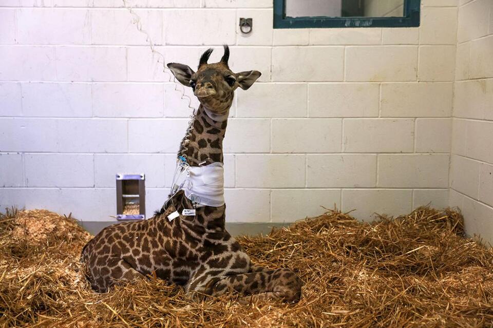 Boston’s baby giraffe beats the odds
