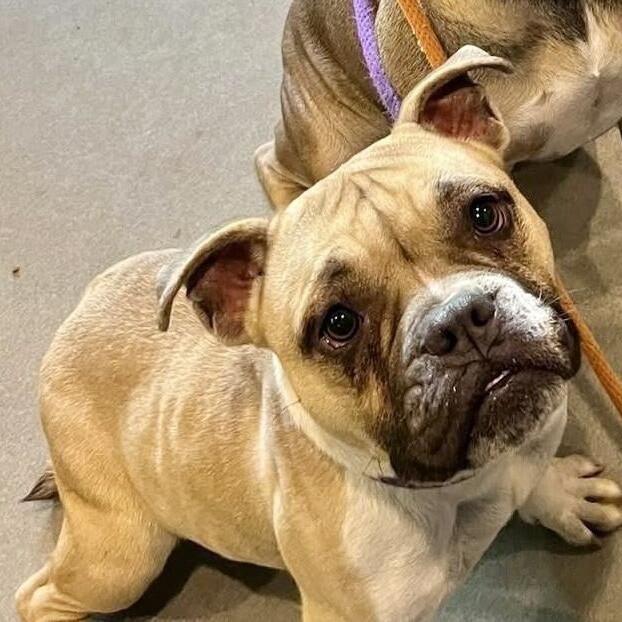 Buffalo pups need loving homes now