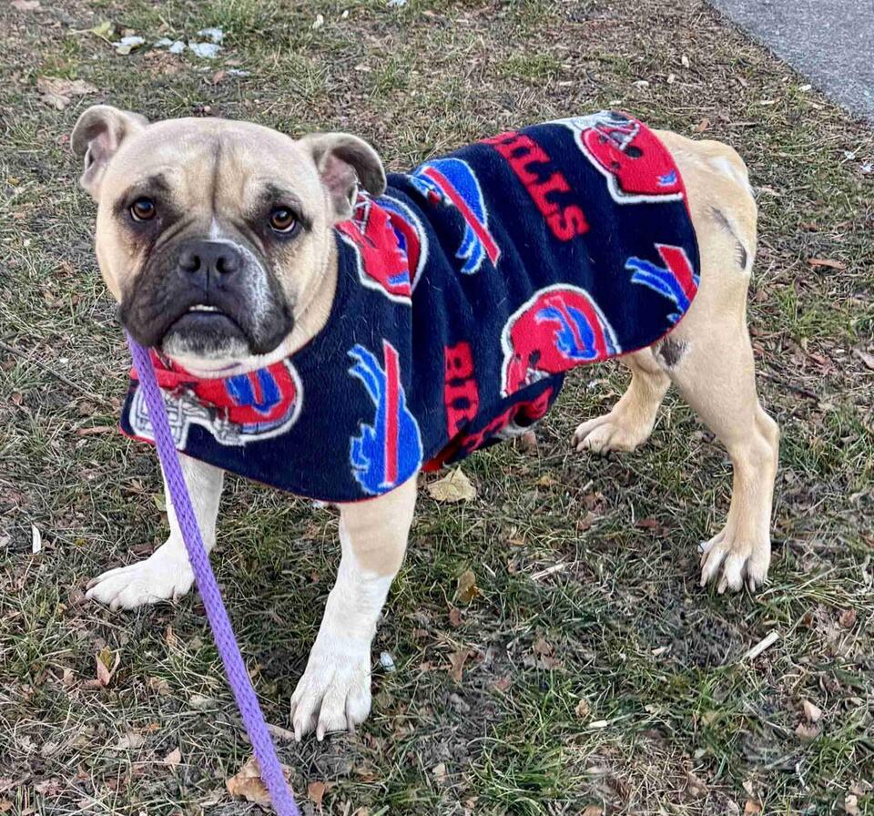 Buffalo pups need loving homes now