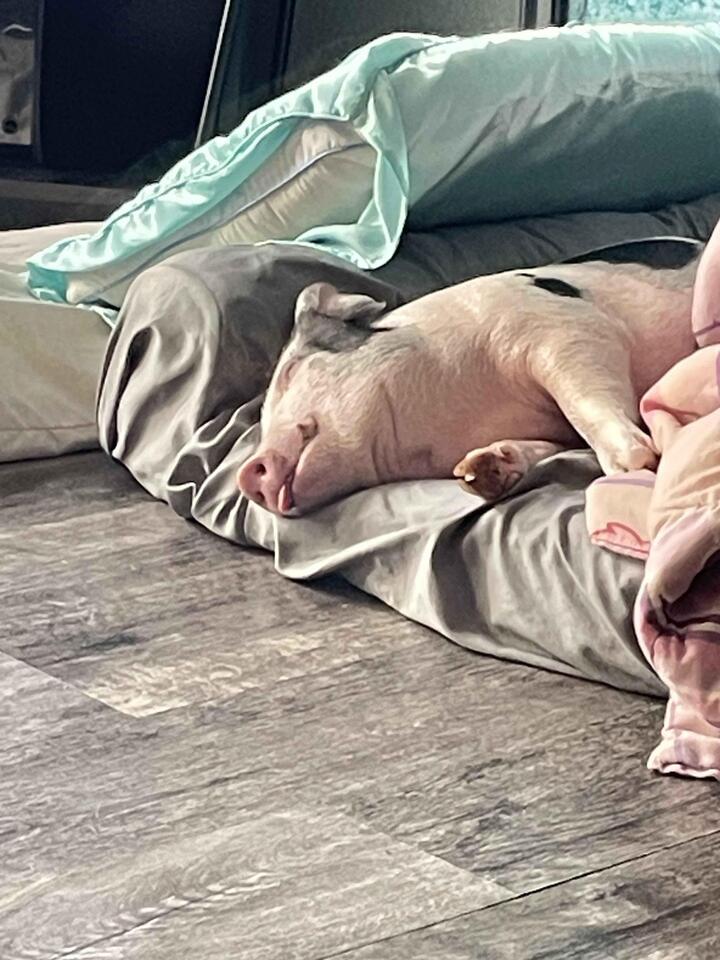 Cincinnati pets waiting for a loving home